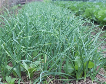 有机蔬菜