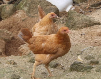 阿勒泰散养土鸡